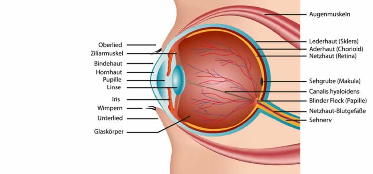 Wie funktioniert das Auge?